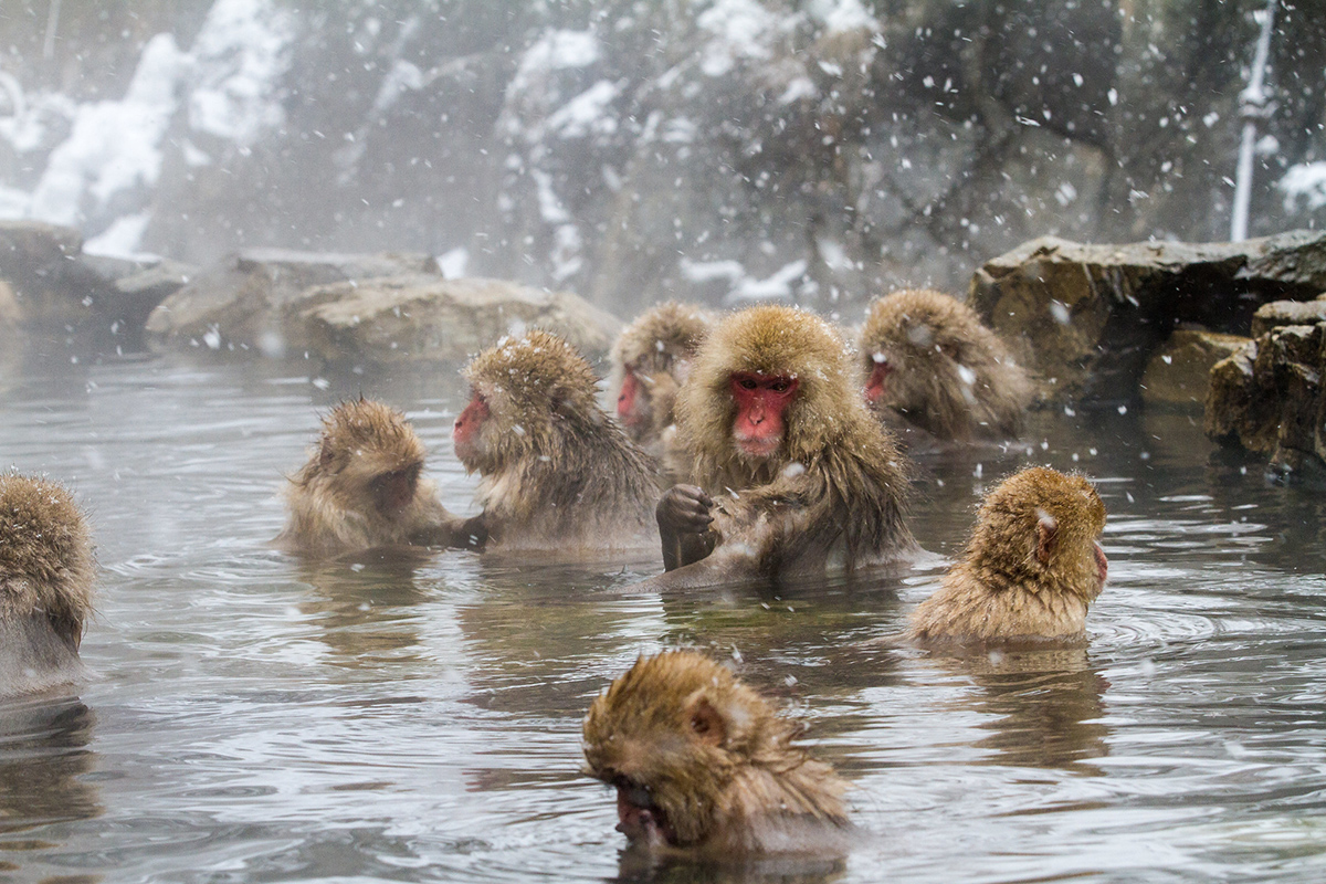 ลิงแช่ออนเซ็นอันเลื่องชื่อสวนลิงจิโกคุดานิ ประเทศญี่ปุ่น (Jigokudani Monkey Park)